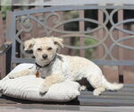 Small #2 Colonial Cocker Spaniel Mix