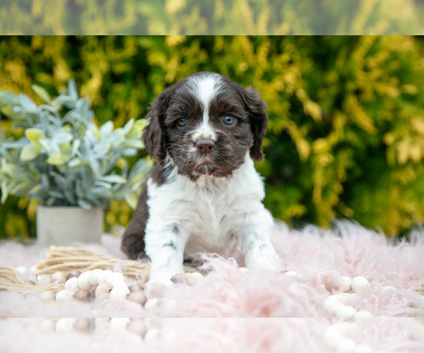 Medium Photo #4 Cocker Spaniel Puppy For Sale in NAPPANEE, IN, USA