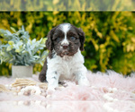 Small #3 Cocker Spaniel