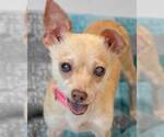Milly - Female Chihuahua Dog for Adoption - Small photo