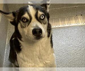 Siberian Husky Dogs for adoption in Orange, CA, USA