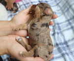 Small Photo #8 Cavapoo Puppy For Sale in THORP, WI, USA