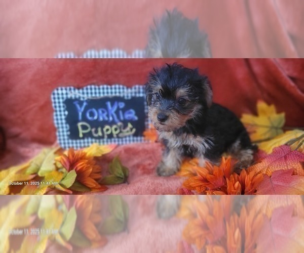 Medium Photo #121 Yorkshire Terrier Puppy For Sale in AKRON, OH, USA