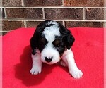 Small #2 Aussiedoodle Miniature 