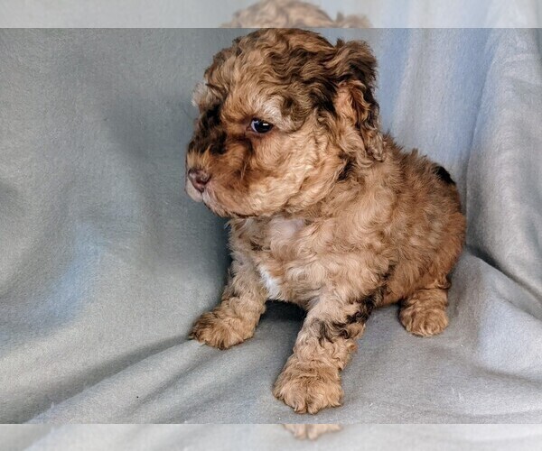 Medium Photo #29 Miniature Labradoodle Puppy For Sale in SYRACUSE, IN, USA
