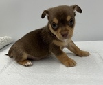 Small Photo #17 Chorkie Puppy For Sale in SAINT AUGUSTINE, FL, USA