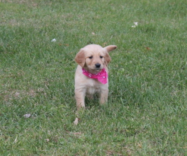 Medium Photo #3 Golden Retriever Puppy For Sale in IMLAY, MI, USA