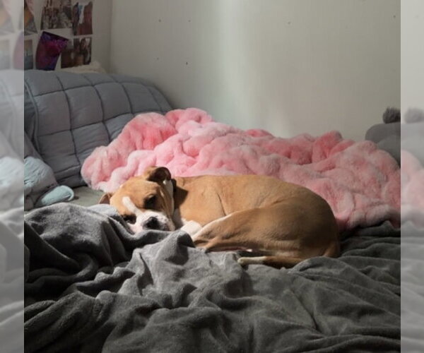 Medium Photo #3 Mutt Puppy For Sale in Evansville, IN, USA