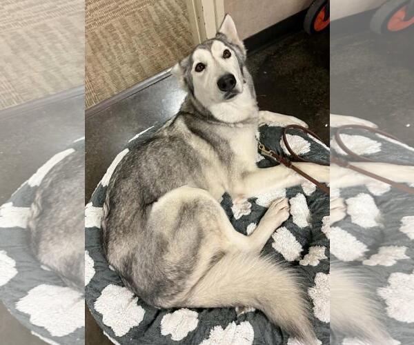 Medium Photo #1 Siberian Husky-Unknown Mix Puppy For Sale in Rockwall, TX, USA