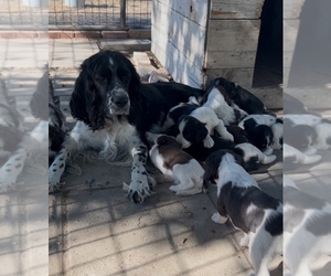 English Springer Spaniel Litter for sale in HEYBURN, ID, USA