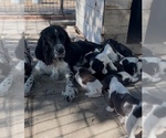 Small English Springer Spaniel