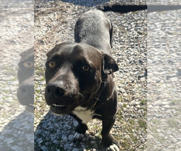 Medium Photo #8 American Pit Bull Terrier-Pembroke Welsh Corgi Mix Puppy For Sale in McKinney, TX, USA