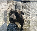 Small #7 American Pit Bull Terrier-Pembroke Welsh Corgi Mix