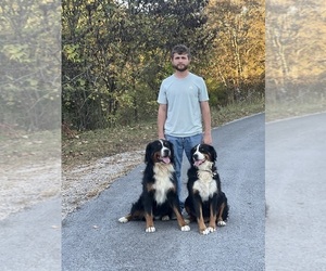 Father of the Bernese Mountain Dog puppies born on 03/10/2026