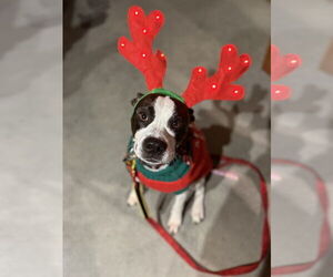 Mutt Dogs for adoption in Mooresville, NC, USA