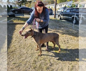 Doberman Pinscher Puppy for Sale in BERKELEY, New Jersey USA