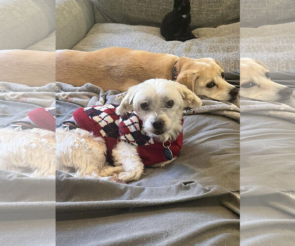 Medium Photo #6 Maltese Puppy For Sale in Arlington, VA, USA