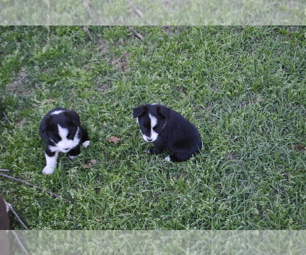 Medium Photo #5 Miniature Australian Shepherd Puppy For Sale in SWAN, TX, USA