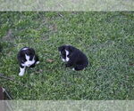 Small #4 Miniature Australian Shepherd