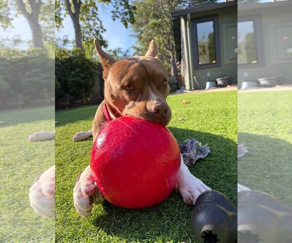 Medium Photo #4 American Staffordshire Terrier-Unknown Mix Puppy For Sale in San Jose, CA, USA