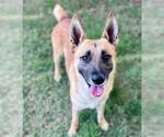 Small #1 German Shepherd Dog