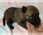 Small Photo #2 Belgian Malinois Puppy For Sale in CORNING, CA, USA