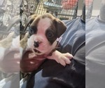 Small Photo #5 Boxer Puppy For Sale in STAFFORD, CT, USA