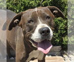 Small American Staffordshire Terrier