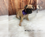 Small Photo #2 Pug Puppy For Sale in RIPLEY, MS, USA