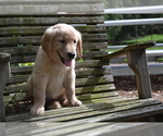 Puppy Razzle Golden Retriever