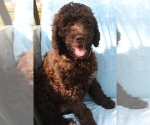 Poodle (Standard) Puppy for sale in ANDERSON, SC, USA