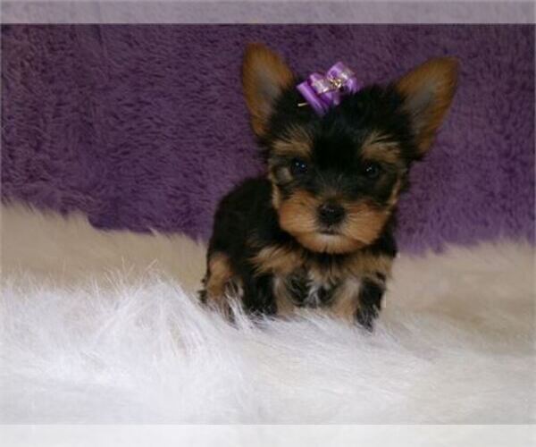 Medium Photo #2 Yorkshire Terrier Puppy For Sale in VERO BEACH, FL, USA