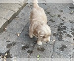 Small Photo #15 Golden Retriever Puppy For Sale in MCKINNEY, TX, USA