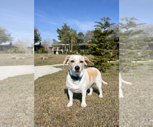 Medium Photo #1 Labbe Puppy For Sale in Sanford, FL, USA