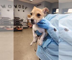 Mutt Dogs for adoption in San Antonio, TX, USA