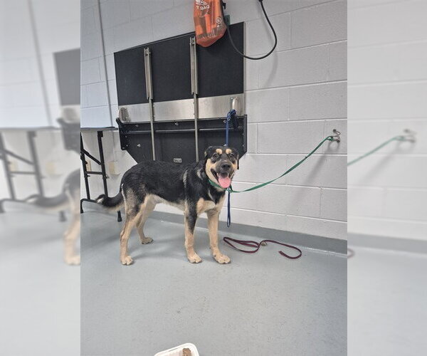 Medium Photo #1 German Shepherd Dog-Unknown Mix Puppy For Sale in St. Cloud, FL, USA