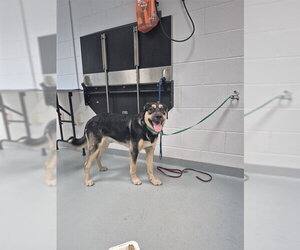 German Shepherd Dog-Unknown Mix Dogs for adoption in St. Cloud, FL, USA