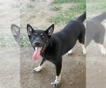 Small #1 Siberian Husky Mix
