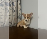 Small Photo #67 Pembroke Welsh Corgi Puppy For Sale in DURHAM, CT, USA
