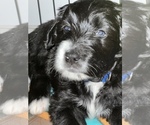 Small Photo #14 Bernedoodle Puppy For Sale in CANTON, MI, USA