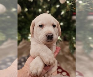Labrador Retriever Puppy for sale in ENGLISHTOWN, NJ, USA