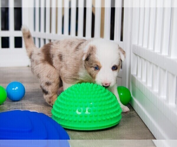 Medium Photo #22 Border Collie Puppy For Sale in STRAFFORD, MO, USA