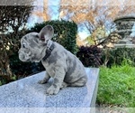 Small Photo #217 French Bulldog Puppy For Sale in HAYWARD, CA, USA