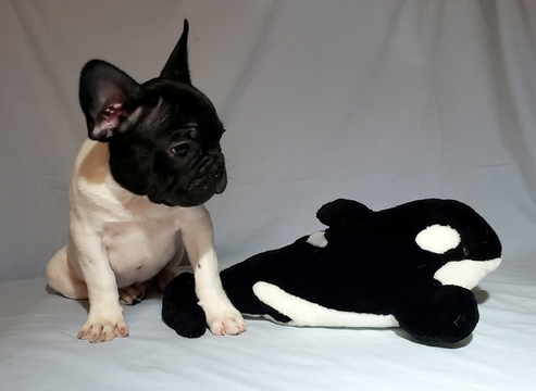 Medium Photo #11 French Bulldog Puppy For Sale in ADRIAN, MI, USA