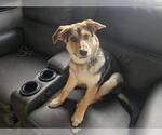 Small Australian Shepherd-German Shepherd Dog Mix