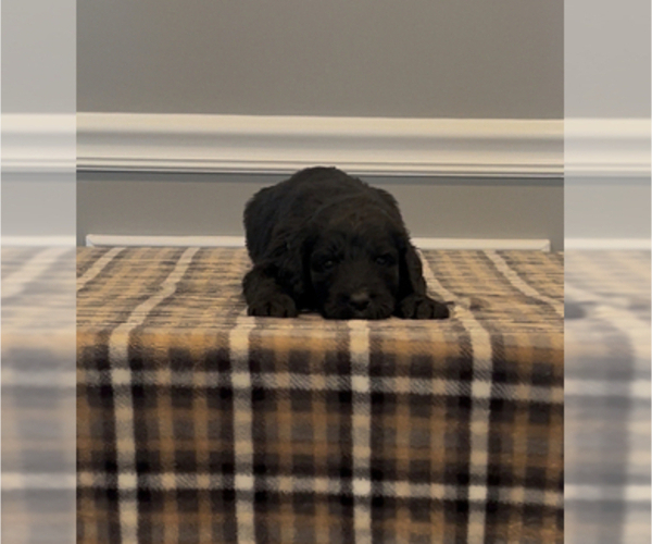 Medium Photo #2 Bernedoodle-Labradoodle Mix Puppy For Sale in MILFORD, NJ, USA