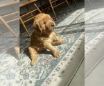Small #17 Golden Retriever