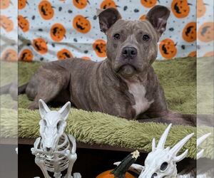 American Staffordshire Terrier-Unknown Mix Dogs for adoption in New Oxford , PA, USA