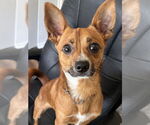Small Chihuahua Mix