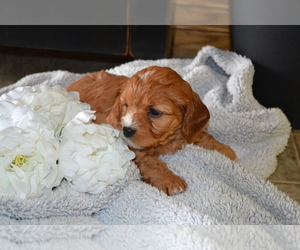 Cavapoo Litter for sale in GREENWOOD, WI, USA
